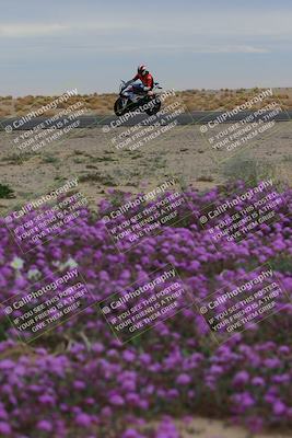 media/Jan-14-2023-SoCal Trackdays (Sat) [[497694156f]]/Turn 14 Exit Bloomig (145pm)/